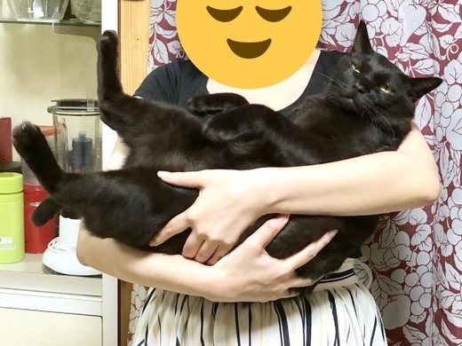 新しいクッションに警戒しまくり 猫パンチを繰り出す子猫さんたちがカワイイ 19年12月3日 エキサイトニュース