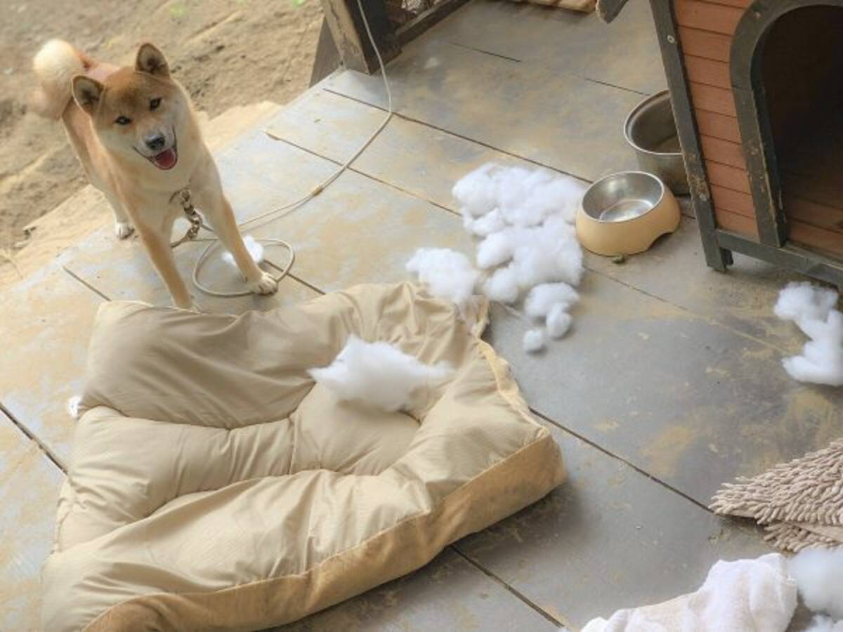 暴れてベッドの綿を散らかしまくった柴犬の顔がかわいらしくて許しちゃう 19年9月日 エキサイトニュース