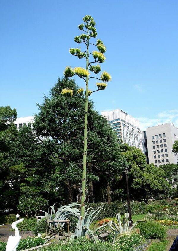 50年に1度咲く リュウゼツラン の花を公園で発見 奇跡的な瞬間をとらえた一枚に盛り上がる 19年9月26日 エキサイトニュース