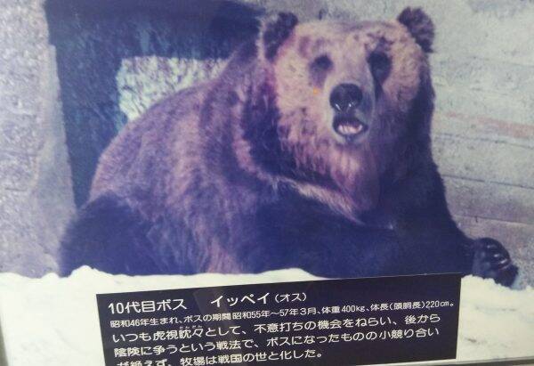 のぼりべつクマ牧場で見られる 歴代ボス の紹介文がまるで任侠映画の登場人物のようで面白い 19年10月9日 エキサイトニュース