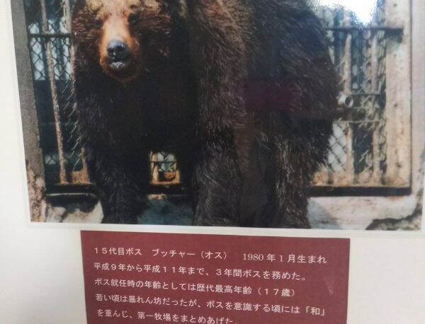 のぼりべつクマ牧場で見られる 歴代ボス の紹介文がまるで任侠映画の登場人物のようで面白い 19年10月9日 エキサイトニュース