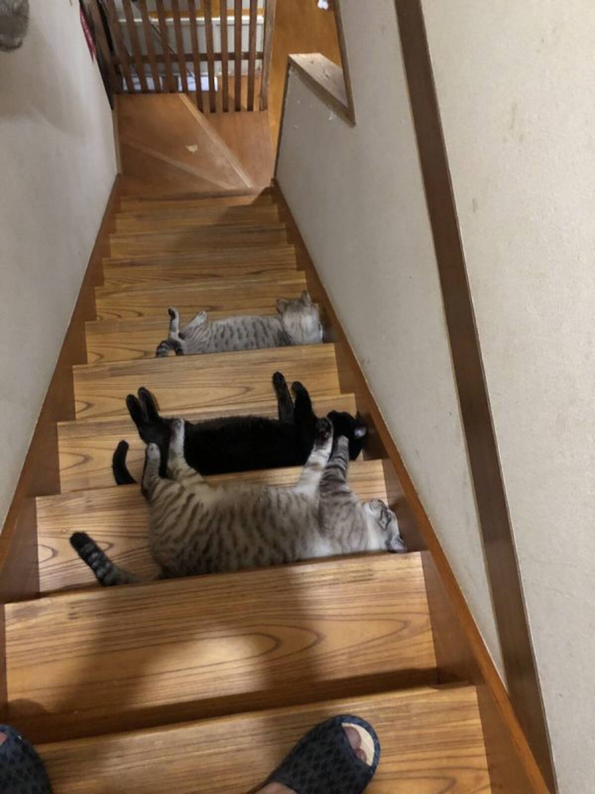 階段に寝転がる猫 猫 猫 踏まずに通らなければいけない階段が難易度高い 19年10月16日 エキサイトニュース