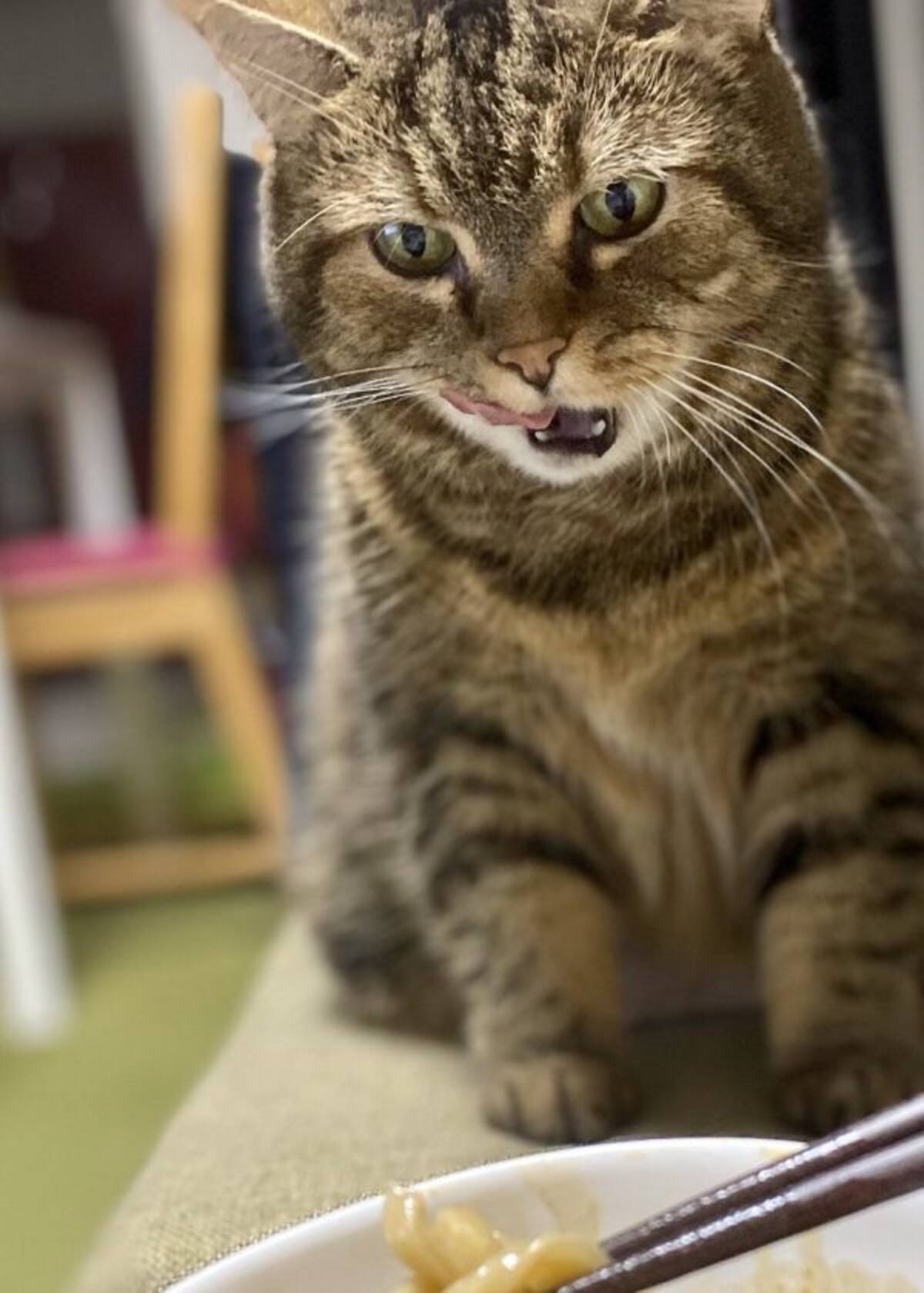 魚の匂いがしたので駆けつけたら ちゅ る じゃなかったときの猫さんの不満顔にウケてしまう 19年11月1日 エキサイトニュース