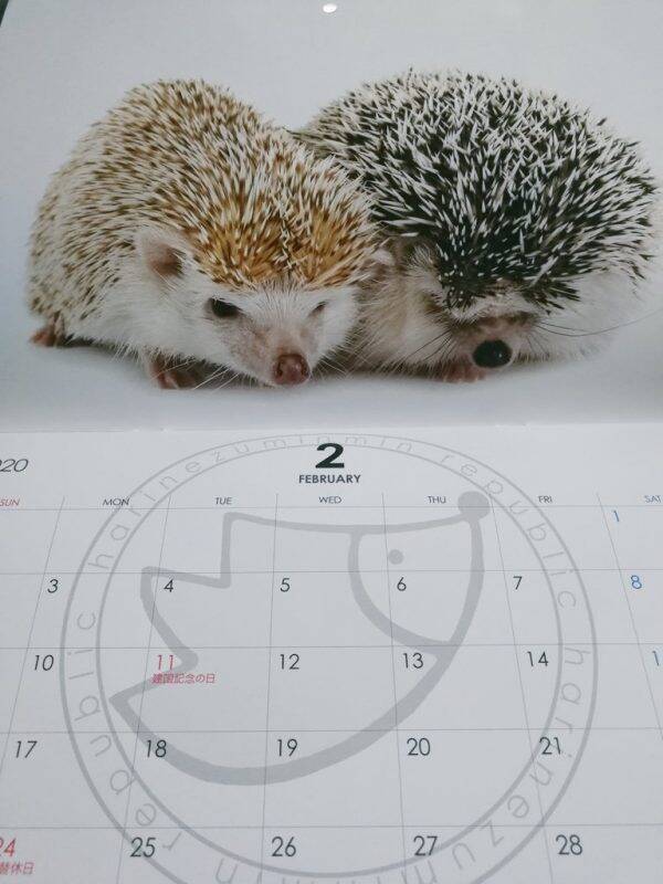 ハリネズミかと思ったらタワシ ハリネズミ用品店のカレンダーがゆるすぎてお茶噴いた 19年11月11日 エキサイトニュース