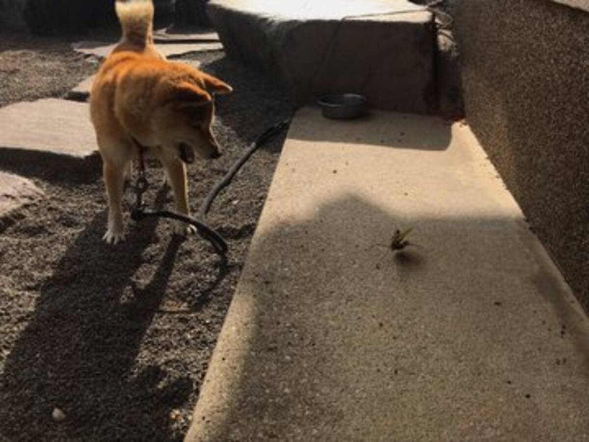 犬vs カマキリが全力で威嚇 にらみあう両者の迫力がすさまじい 19年11月日 エキサイトニュース