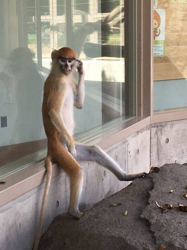 モデル並みのポージング 動物園で撮った猿の写真がまるでファッションスナップのよう 19年11月26日 エキサイトニュース