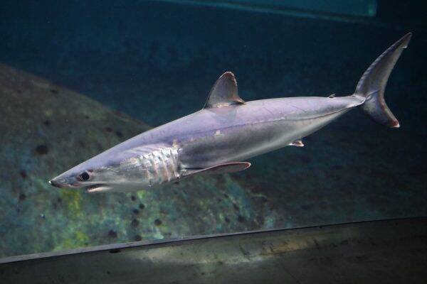 仕事してる場合じゃない 激レアな アオザメ を見るため水族館へ行かせてくれた職場がありがたい 19年11月26日 エキサイトニュース