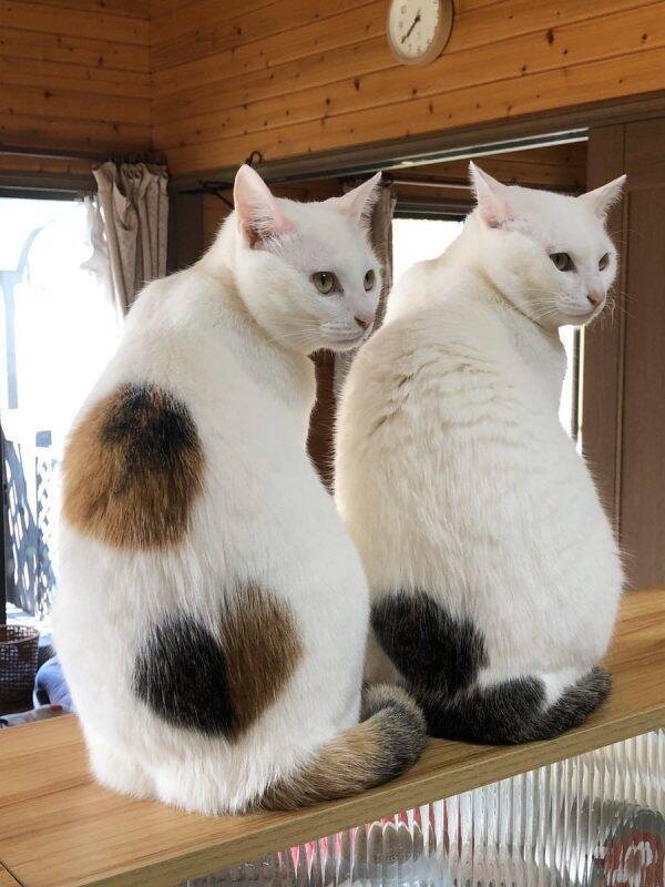 ダンボールに入った 絵に書いたような捨て猫 から 重量系女子 に成長した猫姉妹が美しい 19年12月12日 エキサイトニュース