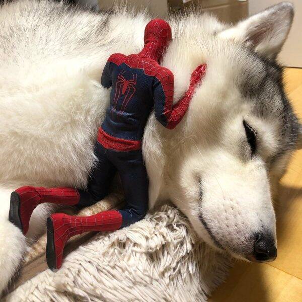 わんこの臭いでエネルギー補給 ハスキー犬を吸って元気を出そうとするスパイダーマンの姿に癒やされる 19年12月13日 エキサイトニュース