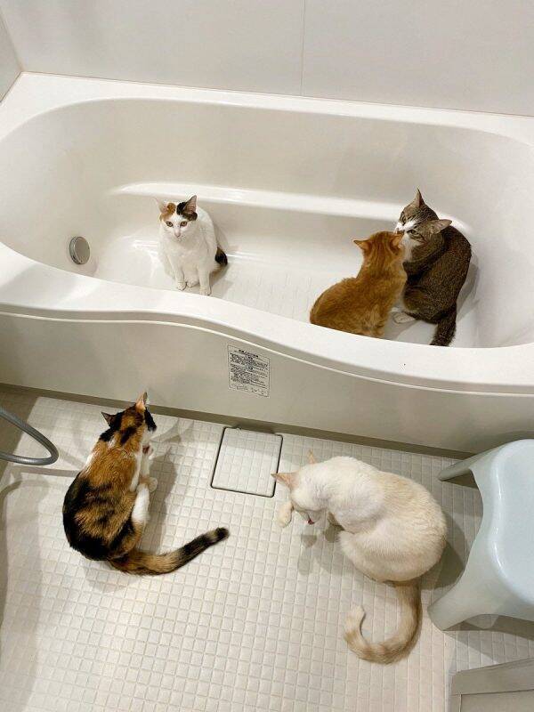 これがニャン盤浴 浴室暖房を入れたらお風呂場が猫さんたちに占拠された 年2月5日 エキサイトニュース