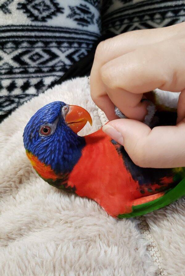 飼い主 新しい部屋着素敵ですね ユニクロの部屋着を気に入って踊っちゃうインコがかわいい 年2月27日 エキサイトニュース