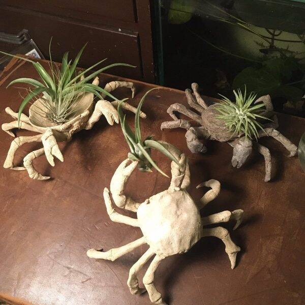 置き場所に困る植物にぴったり エアプランツ専用に作られた粘土製のカニがかなりハイセンス 年2月28日 エキサイトニュース