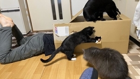 おもちゃの釣り竿を自分で操って遊んじゃう賢い猫さんの動きにびっくり 年3月10日 エキサイトニュース