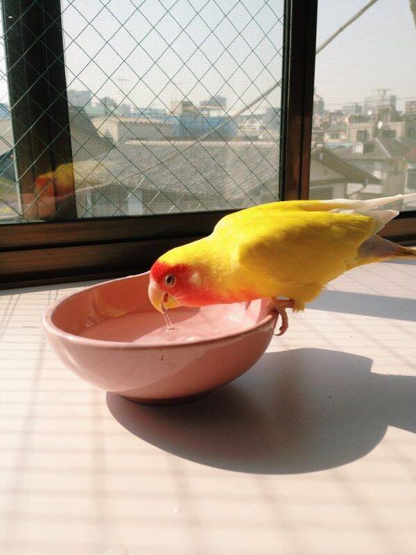 水飲んで たまらん いいおやつに たまらん 表情豊かなインコさんに心が温まる 年3月13日 エキサイトニュース