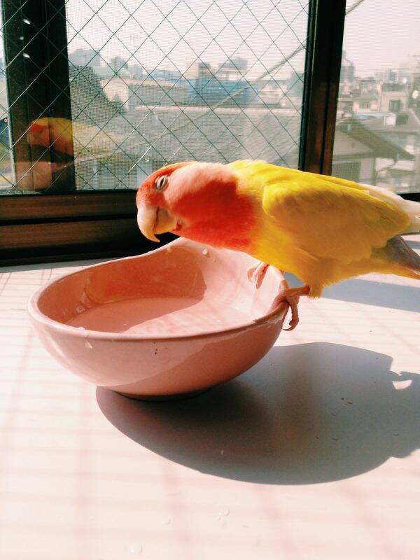 水飲んで たまらん いいおやつに たまらん 表情豊かなインコさんに心が温まる 年3月13日 エキサイトニュース