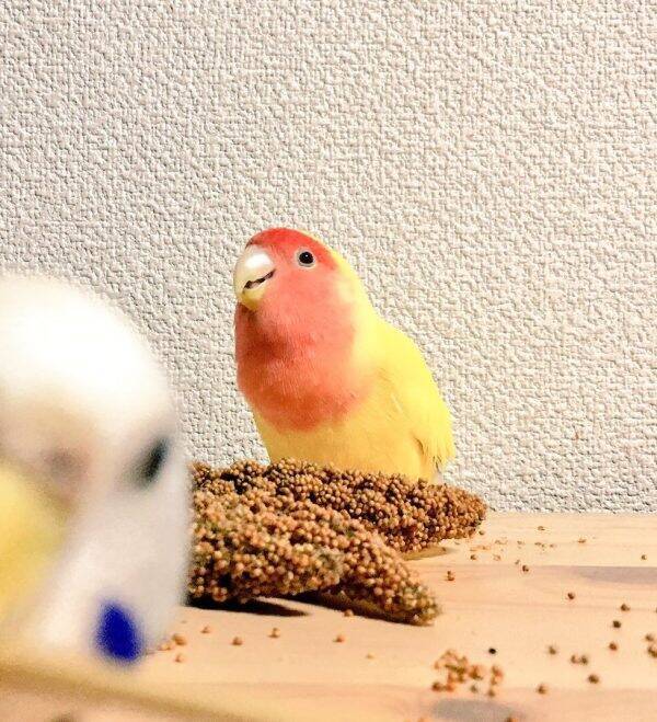 水飲んで たまらん いいおやつに たまらん 表情豊かなインコさんに心が温まる 年3月13日 エキサイトニュース