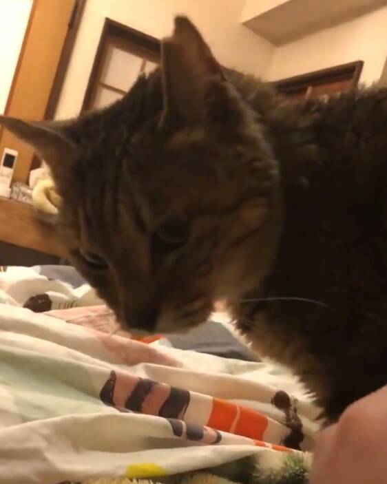 猫さんのお尻が目の前に マッサージされる飼い主さんからの眺めが絶景すぎる 年3月26日 エキサイトニュース
