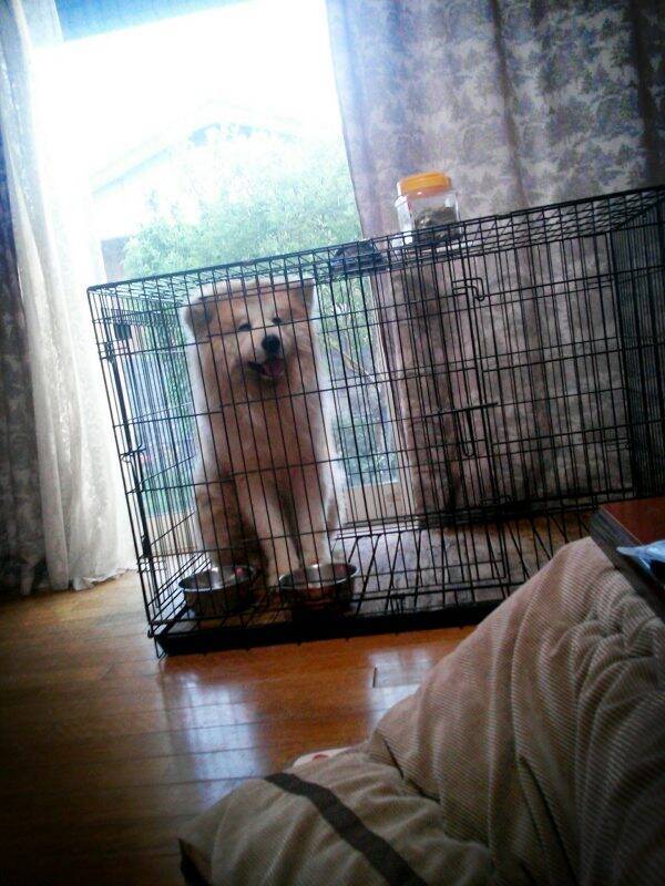 もふもふ秋田犬の子犬写真が話題に 10年以上経った今の姿が判明してなんだかエモい 年4月日 エキサイトニュース