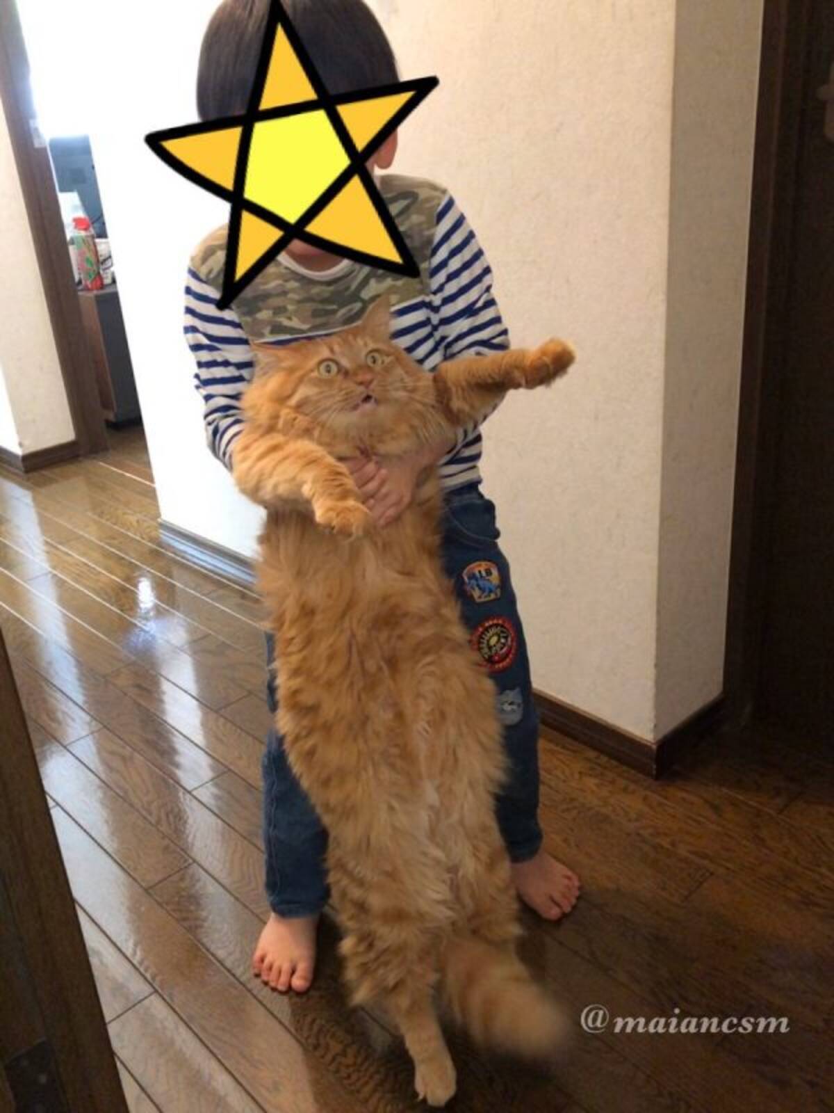 苦手な男の子に捕まった猫さんの 終わった 感あふれる表情がじわじわくる 2020年5月5日 エキサイトニュース