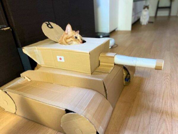 段ボールで作った 猫戦車 に乗り込む猫さんの表情がキリッとしててかっこいい 年5月7日 エキサイトニュース
