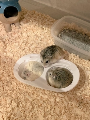 雪見だいふくになりたかったハムスターが可愛すぎる 18年7月19日 エキサイトニュース