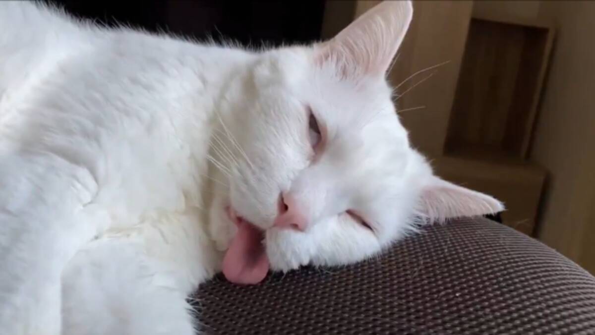 白目 舌出し 猫さんのリラックスしまくった寝顔が味わい深くてかわいい 年5月15日 エキサイトニュース