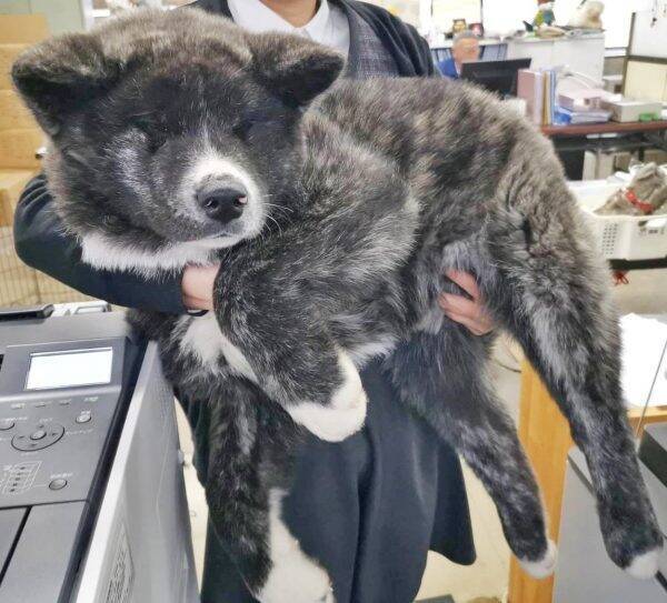 生後3か月で18キロ 驚きの大きさの秋田犬がもふもふでカワイイ 年5月日 エキサイトニュース