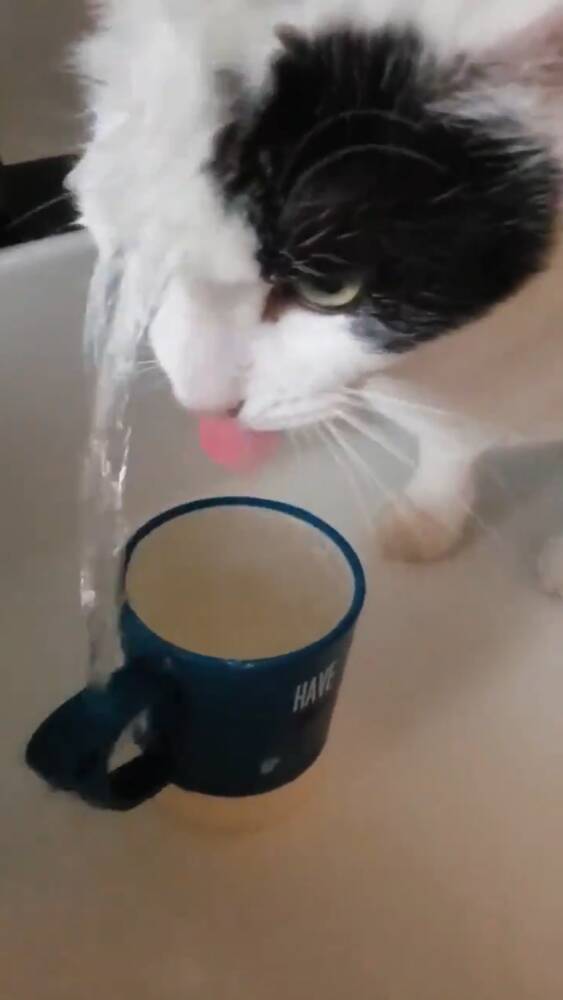 滝行かな 修行僧のような表情で水を 浴びるほど 飲んでいる猫さんがかわいい 年6月4日 エキサイトニュース