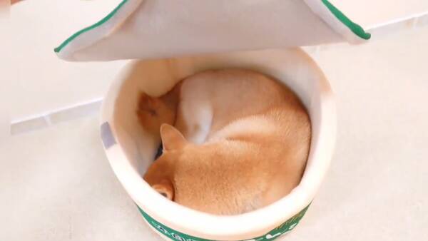 フタを開けるとモフモフの油揚げが…！「カップ麺風ハウス」でくつろぐ柴犬にほっこりする