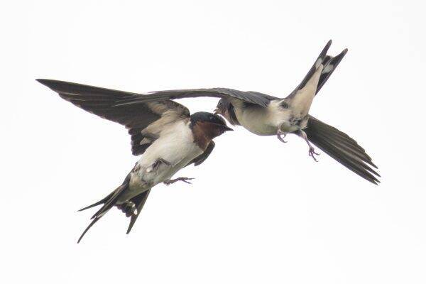 親鳥からエサがもらえないとわかって急に静かになるツバメのヒナたちの表情が愛らしい 年6月18日 エキサイトニュース