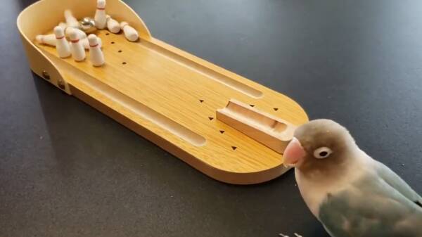 倒れたよ ボウリングの楽しさを伝えるインコさんが賢くてかわいい 年6月19日 エキサイトニュース