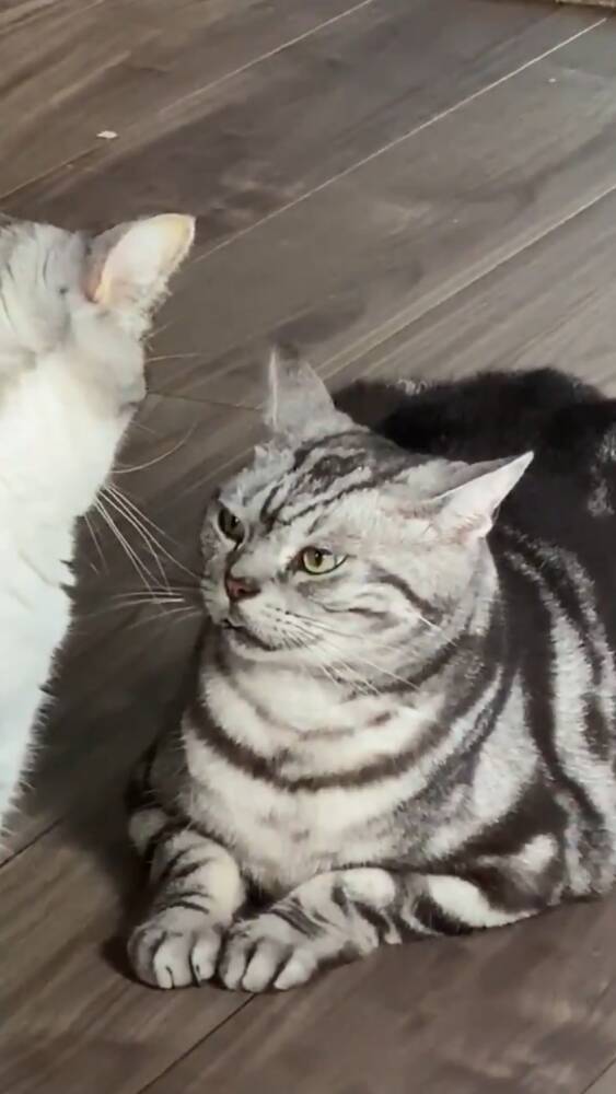 年下からの 頭ポンポン をぐっとこらえるイカ耳の猫さんがいじらしい 年6月19日 エキサイトニュース