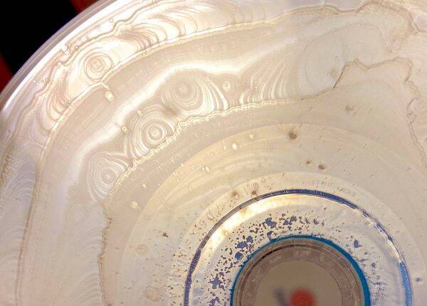 未開封のドリームキャストGD-ROMが腐ってた!? 悲惨な姿にコレクター騒然