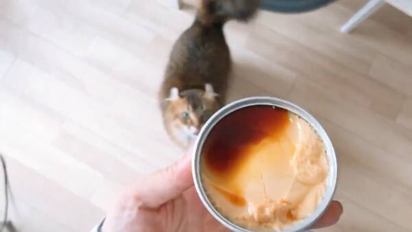 ぼくのごはんじゃニャいの 缶プリン を猫缶と勘違いした猫さんが愛しい 年7月2日 エキサイトニュース