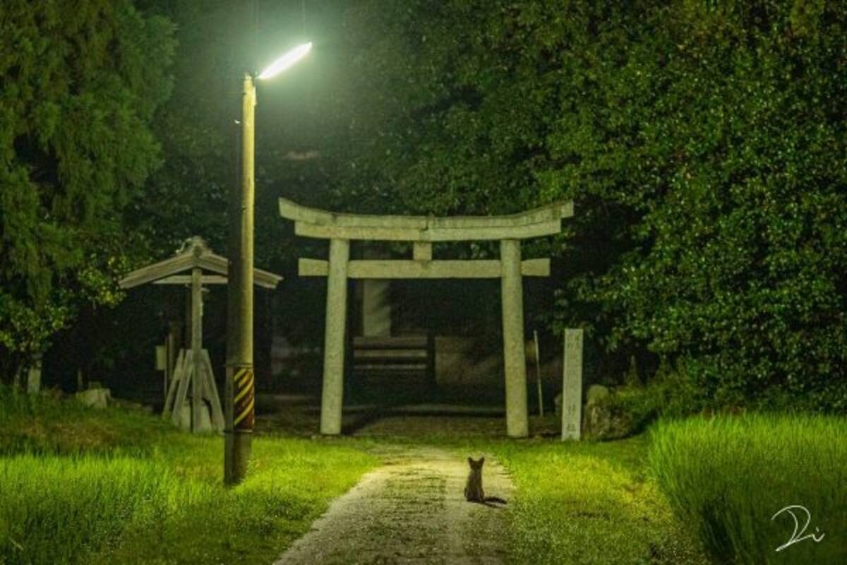 真夜中の神社を撮っていたら偶然出会った動物が 神のお使い のような雰囲気だった 年7月日 エキサイトニュース