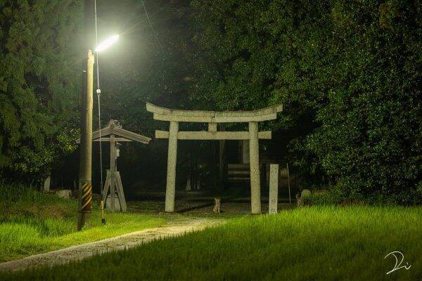 真夜中の神社を撮っていたら偶然出会った動物が 神のお使い のような雰囲気だった 年7月日 エキサイトニュース