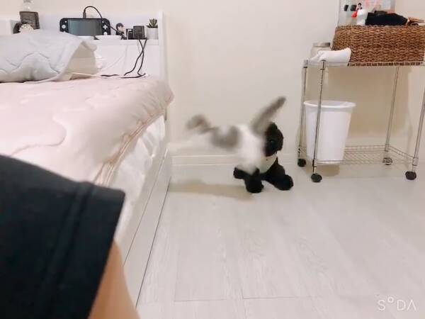 飼い主よーく見とけよ 自信みなぎる子猫がベッドにジャンプ その結果にほっこりしてしまう 年8月3日 エキサイトニュース