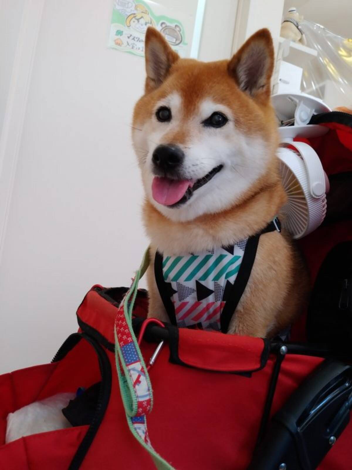 お年のせいではないんです 獣医さんの前で柴犬が震えた理由にいじらしくなる 年8月7日 エキサイトニュース