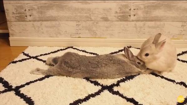 びよよよーん と伸びを披露した妻にすかさず夫が毛づくろい 仲良しなうさぎ夫婦が尊すぎる 年8月7日 エキサイトニュース