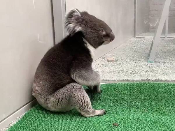 動物園スタッフから 中に小さなおじさんが入ってる 疑惑が出るコアラが渋くてかっこいい 年8月16日 エキサイトニュース