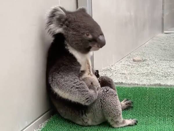 動物園スタッフから 中に小さなおじさんが入ってる 疑惑が出るコアラが渋くてかっこいい 年8月16日 エキサイトニュース