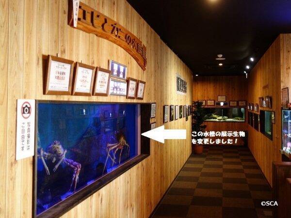 水族館で緊急事態が発生し タカアシガニの展示場所がタッチングプールだけになった光景がシュール 年8月17日 エキサイトニュース