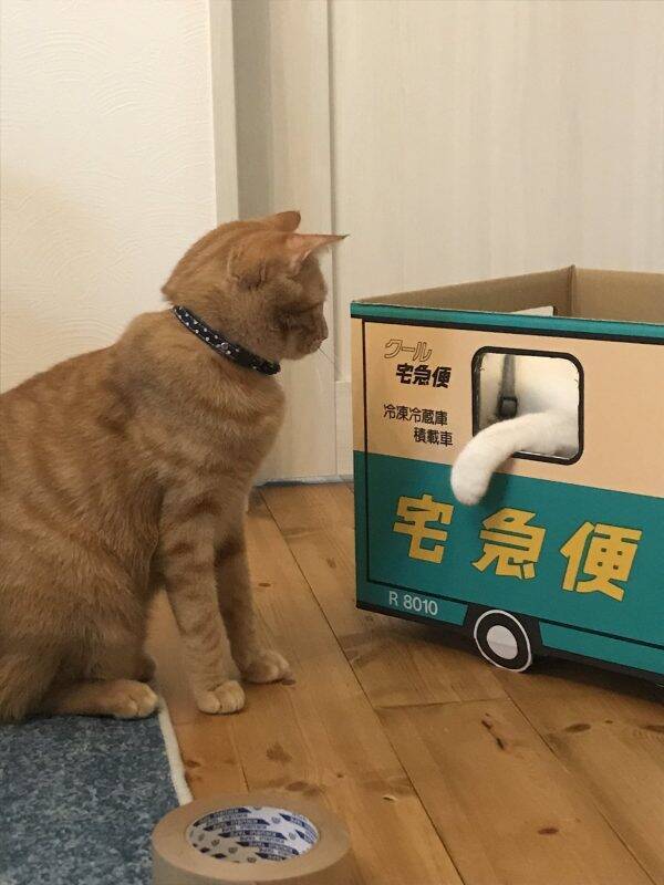 クロネコヤマトのトラック型段ボールを組み立てる人 見守る猫が両方かわいくてほほえましい 年8月17日 エキサイトニュース