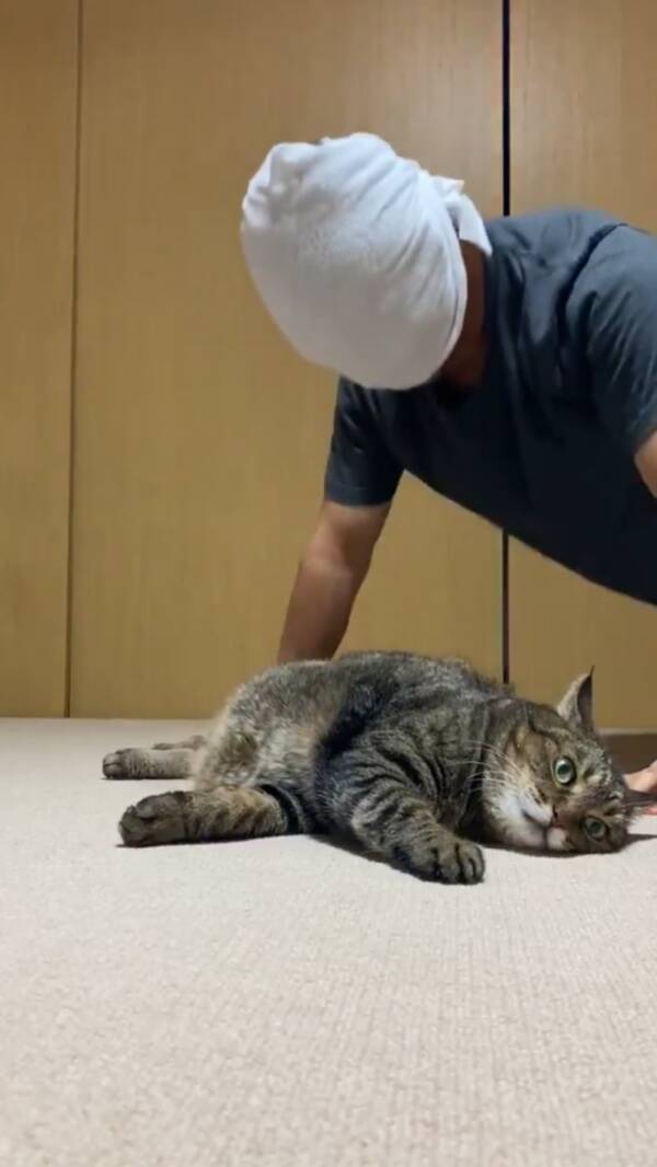 愛猫と一緒に筋トレができる 猫吸式トレーニング で腕立て伏せがはかどりそう 年9月2日 エキサイトニュース