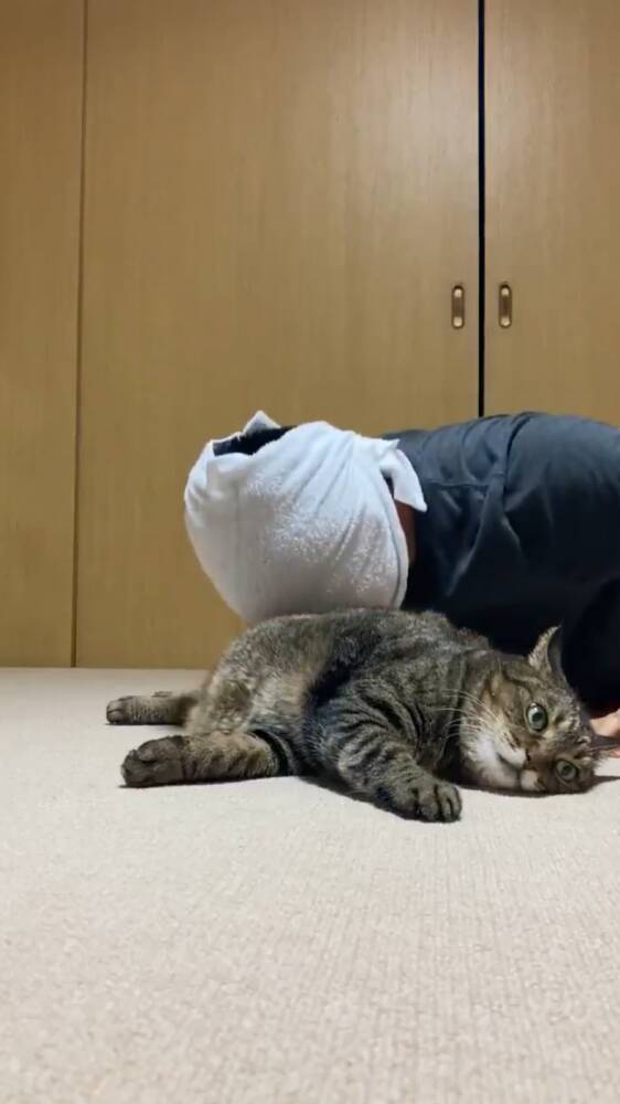 愛猫と一緒に筋トレができる 猫吸式トレーニング で腕立て伏せがはかどりそう 年9月2日 エキサイトニュース