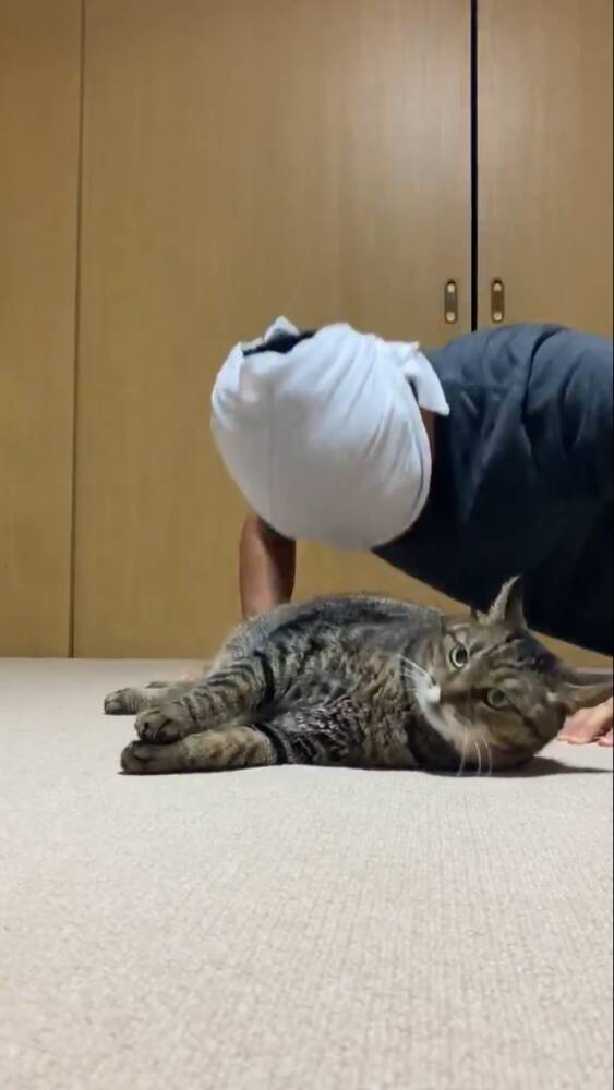 愛猫と一緒に筋トレができる 猫吸式トレーニング で腕立て伏せがはかどりそう 年9月2日 エキサイトニュース