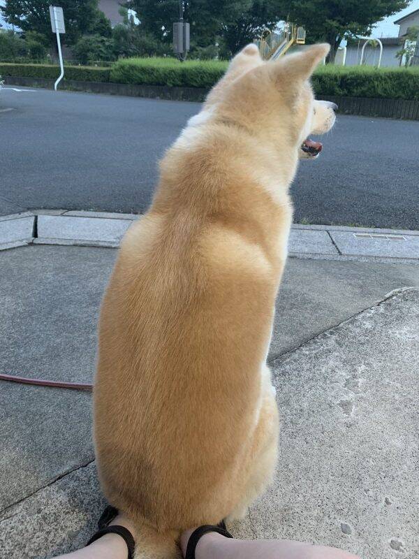 なぜそこに座る 秋田犬が飼い主さんの足をイス代わりにする謎の行動がかわいい 年9月7日 エキサイトニュース