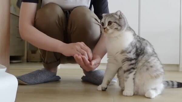 人の手からご飯を食べたい猫さん 飼い主さんにそっとタッチする甘え上手ぶりに癒やされる 年9月22日 エキサイトニュース