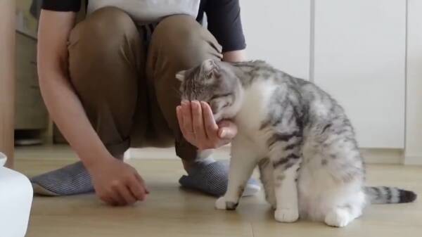 人の手からご飯を食べたい猫さん 飼い主さんにそっとタッチする甘え上手ぶりに癒やされる 年9月22日 エキサイトニュース