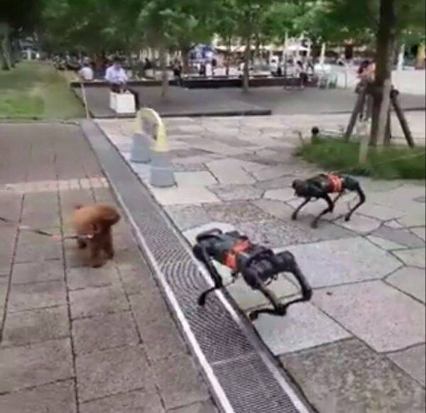 お散歩してる犬型ロボットに本当のワンちゃんが困惑 念願の対面を果たした感想を 飼い主 さんに聞いてみた 年9月25日 エキサイトニュース